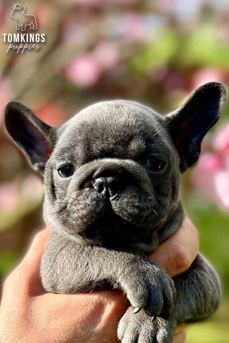Unnamed blue French Bulldog puppy held outdoors in a close-up portrait with pink flowers behind.