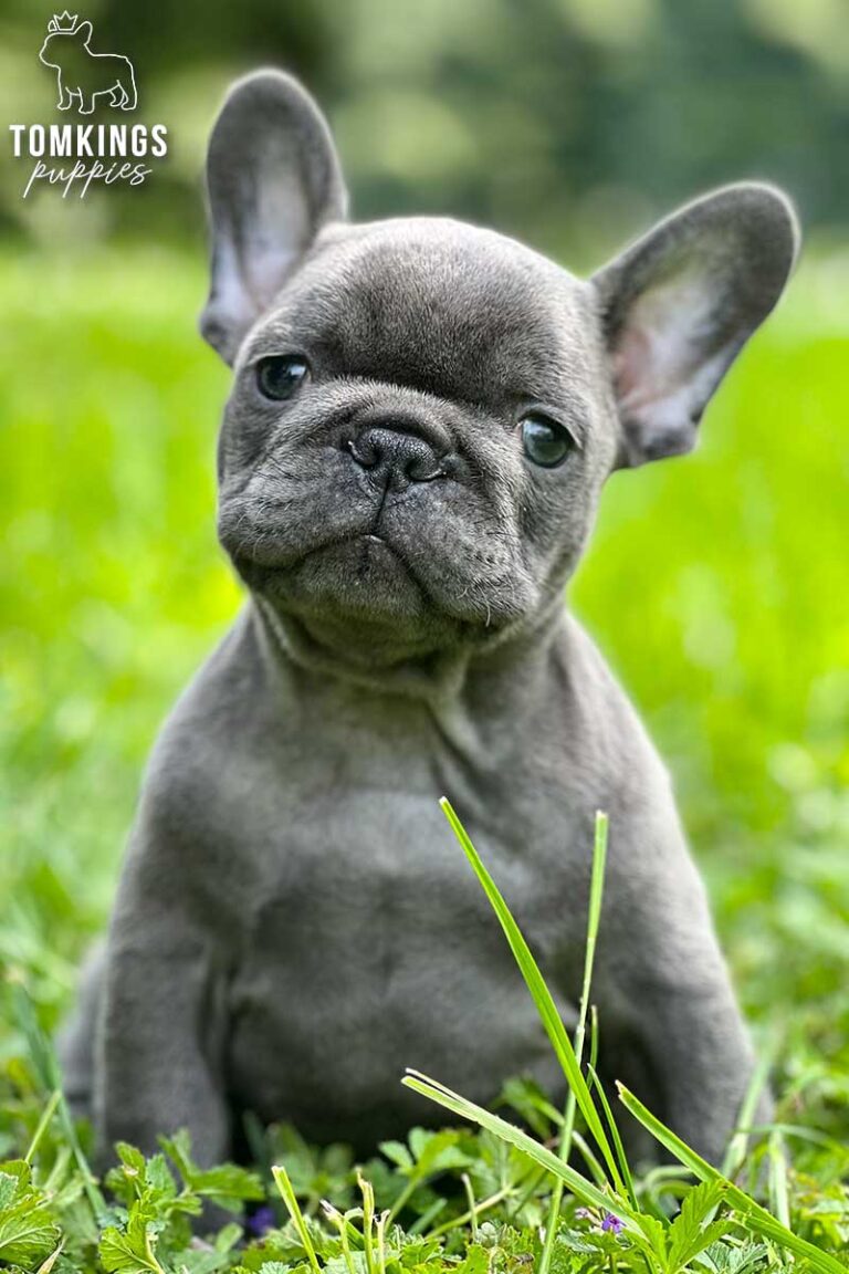 Unnamed blue French Bulldog puppy sitting in green grass and looking at the camera.
