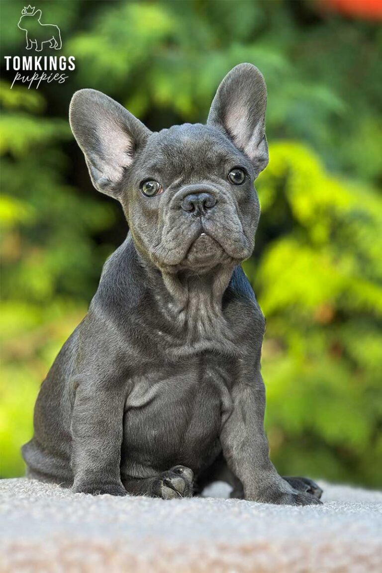 Unnamed blue French Bulldog puppy sitting outdoors in a portrait with a soft green background.