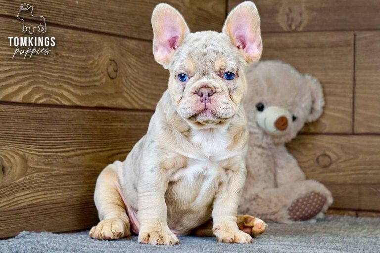 Cameron, an isabella merle and tan French Bulldog girl, sitting indoors beside a teddy bear and looking at the camera with blue eyes.