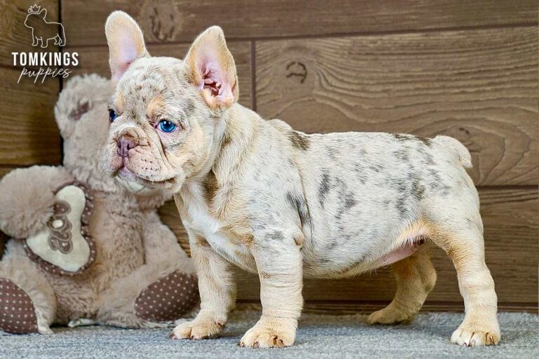 Cameron, an isabella merle and tan French Bulldog girl, standing in side profile indoors beside a teddy bear.