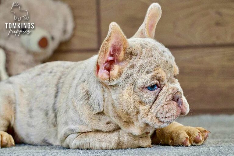 Cameron, an isabella merle and tan French Bulldog girl, lying indoors in side profile with a teddy bear in the background.
