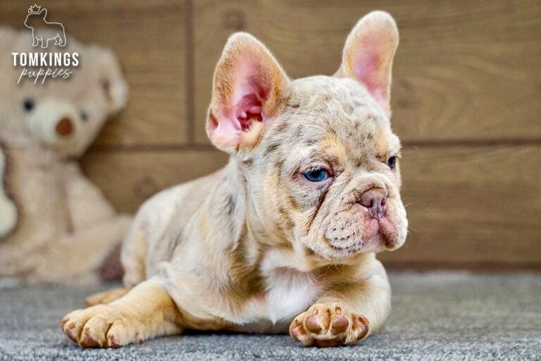 Cameron, an isabella merle and tan French Bulldog girl, lying indoors and looking slightly to the side with blue eyes.