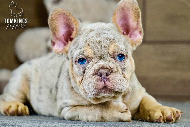Cameron, an isabella merle and tan French Bulldog girl, lying close to the camera with bright blue eyes.