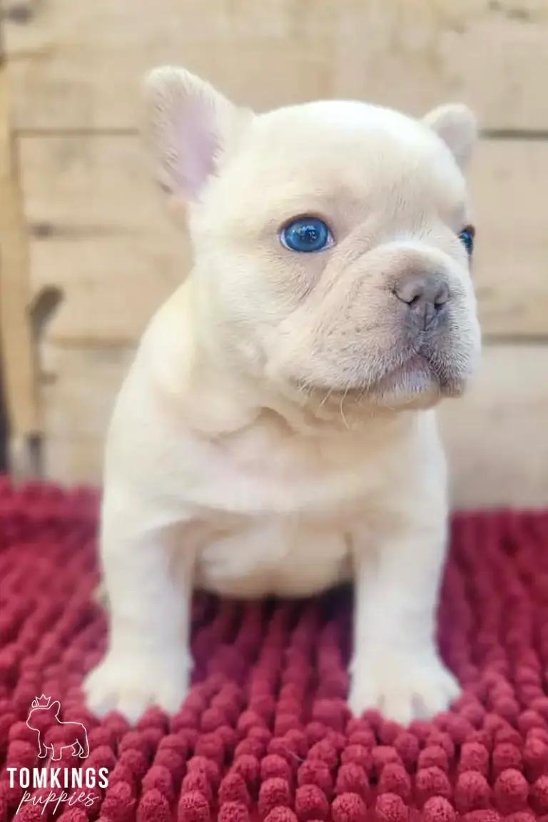 Edith, a cream French Bulldog puppy, standing on a red textured blanket and looking slightly upward.