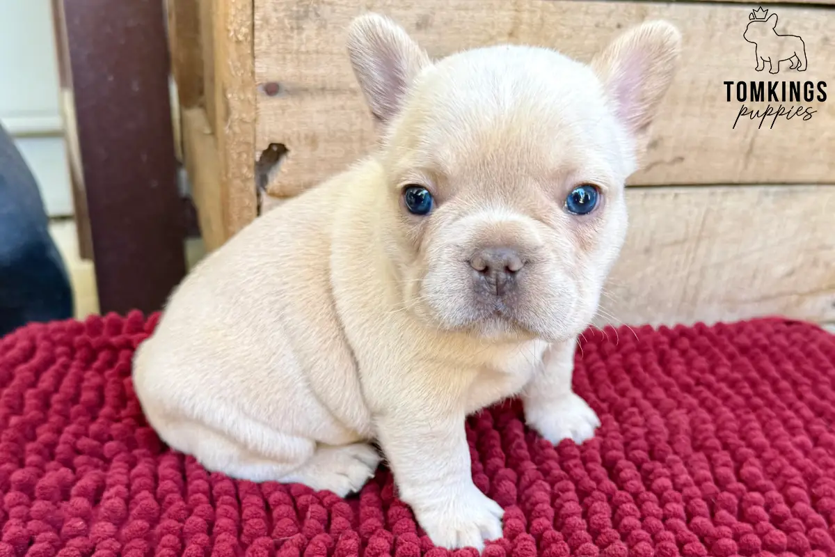 Edith, a cream French Bulldog puppy, sitting on a red textured blanket and looking at the camera.