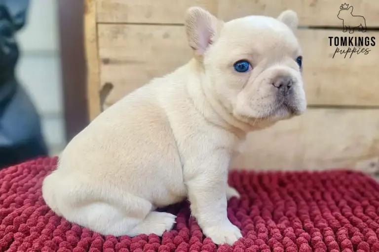 Edith, a cream French Bulldog puppy, sitting sideways on a red textured blanket.