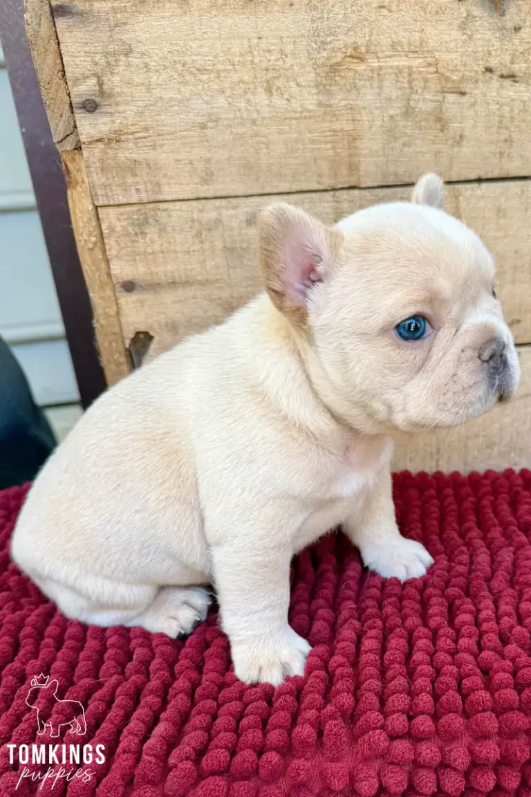 Edith, a cream French Bulldog puppy, sitting on a red blanket in a side-view portrait.
