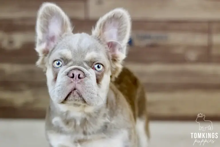 Georgia, a lilac and tan fluffy French Bulldog, standing in front of a wooden backdrop.