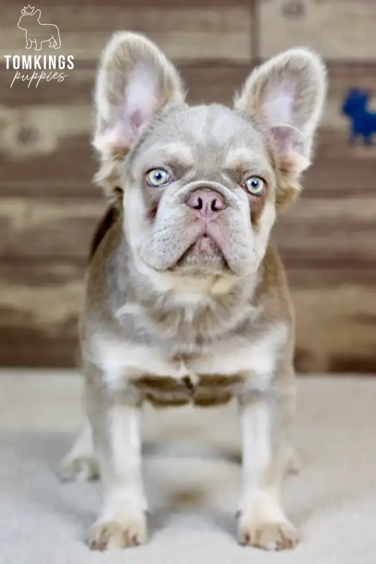 Georgia, a lilac and tan fluffy French Bulldog, standing and looking at the camera.
