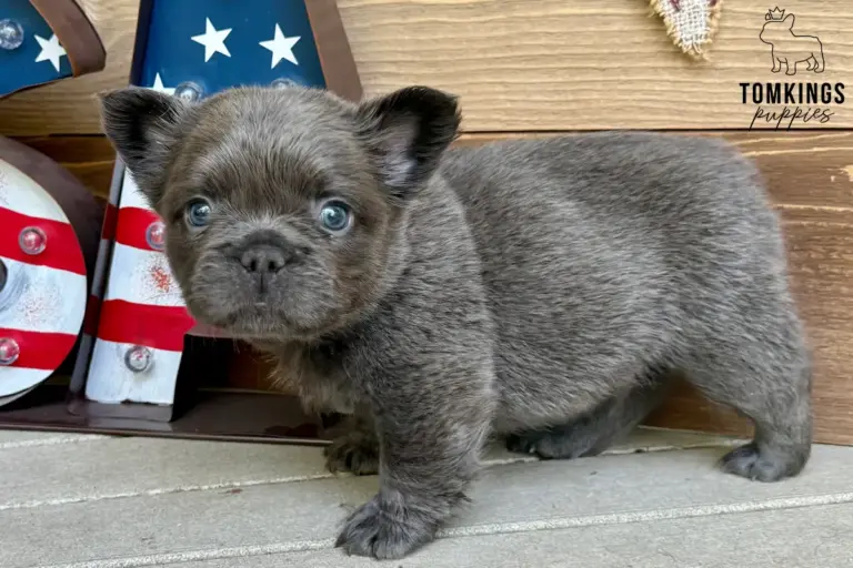 Gru, a blue fluffy French Bulldog puppy, standing beside patriotic decor.