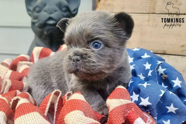 Gru, a blue fluffy French Bulldog puppy, lying among red and blue fabric decorations.