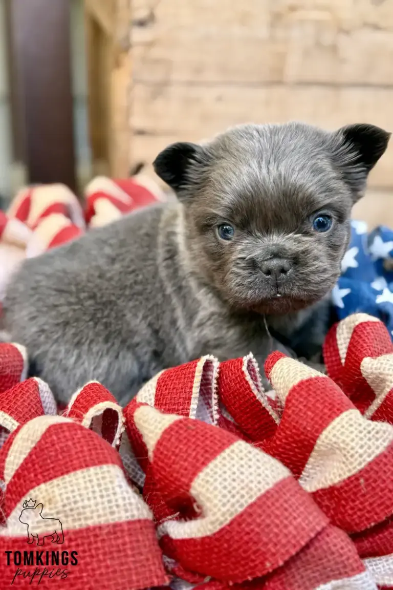 Gru, a blue fluffy French Bulldog puppy, lying on a red and cream fabric decoration and looking at the camera.