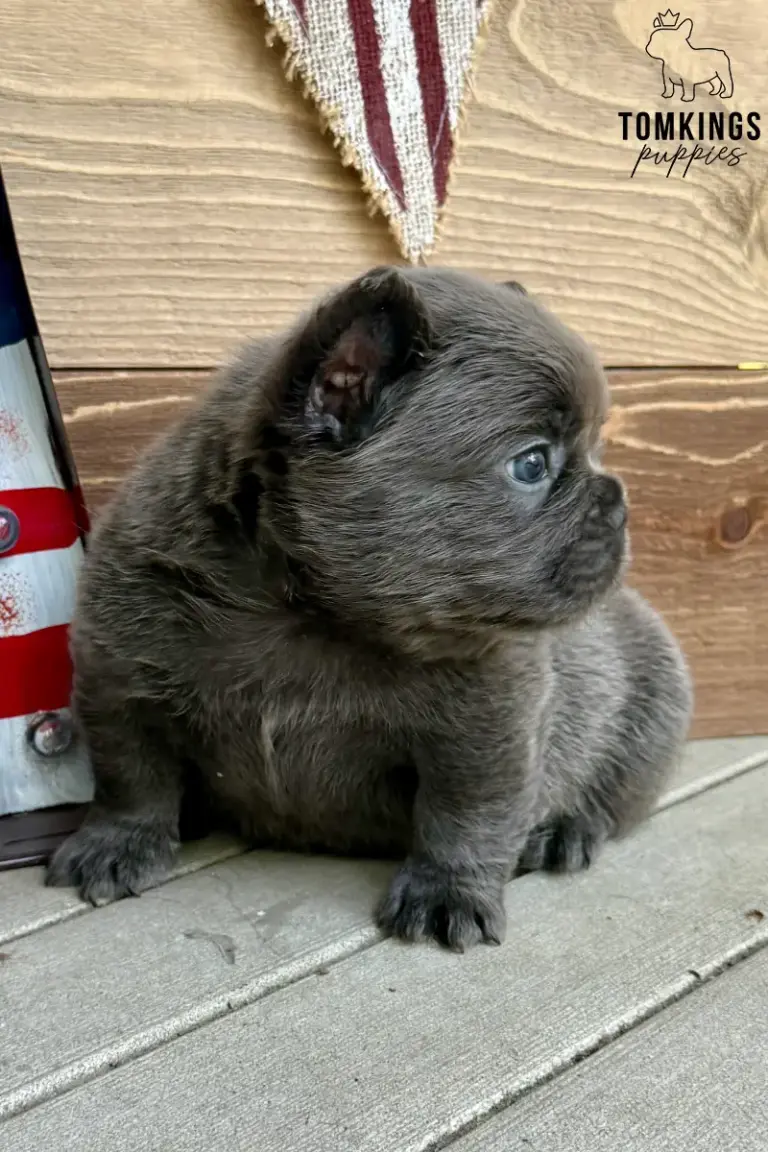 Gru, a blue fluffy French Bulldog puppy, sitting in profile beside patriotic decor.