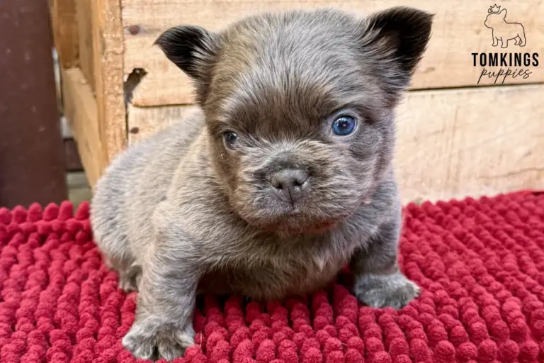 Gru, a blue fluffy French Bulldog puppy, standing on a red textured blanket in front of a wooden crate.