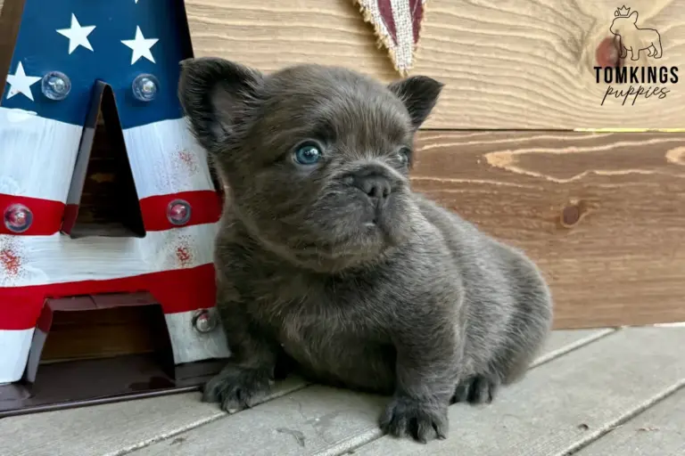 Gru, a blue fluffy French Bulldog puppy, sitting beside a patriotic letter A decoration.