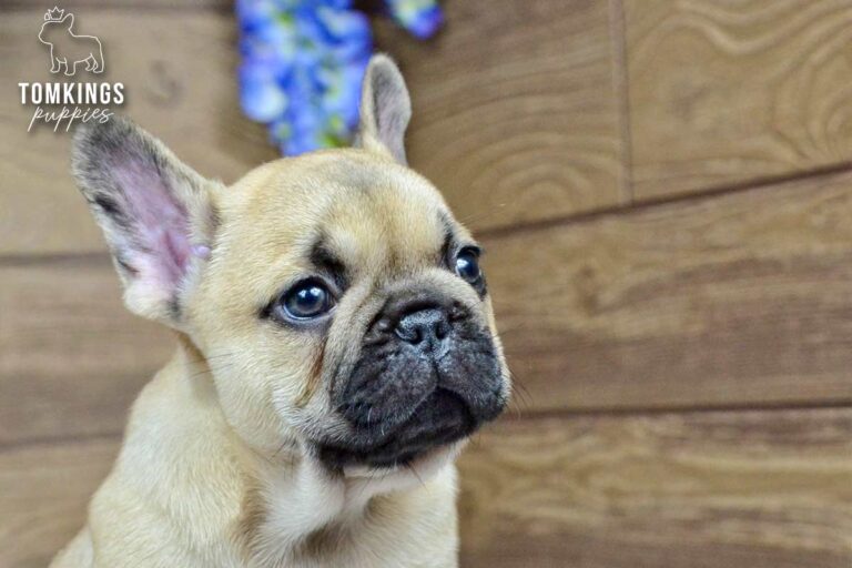 Harris, a beige French Bulldog boy, shown in a close-up indoor portrait with a wooden backdrop.