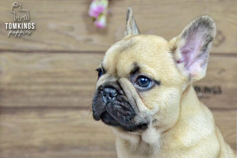 Harris, a beige French Bulldog boy, looking upward in a close-up indoor portrait.