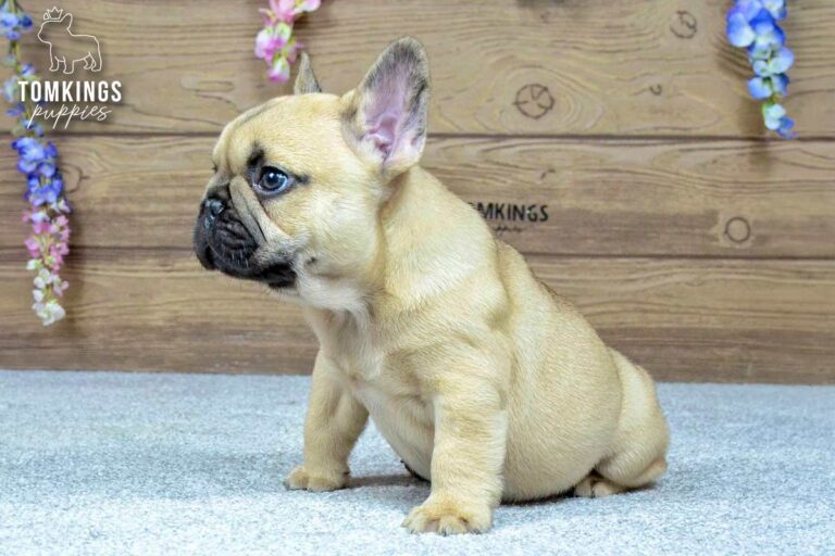 Harris, a beige French Bulldog boy, shown in close-up side profile indoors.