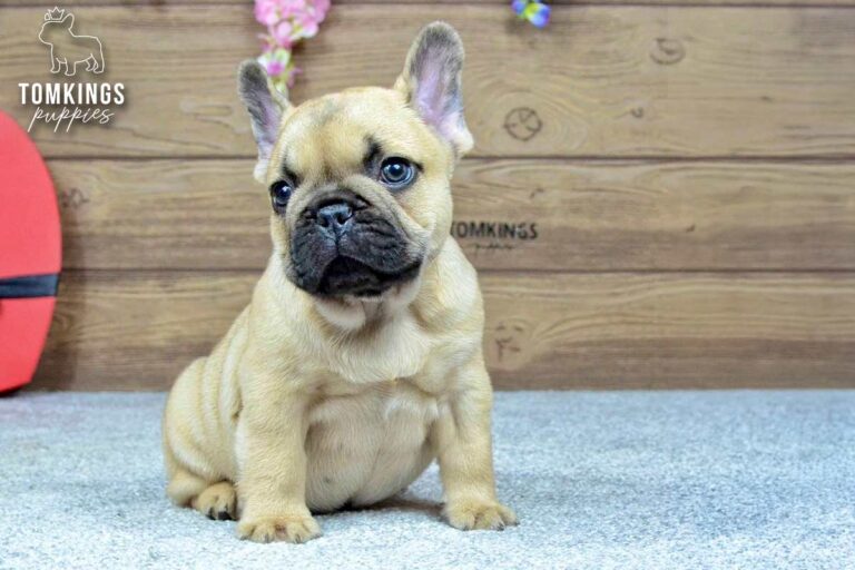 Harris, a beige French Bulldog boy, sitting indoors in side profile with floral decorations above.
