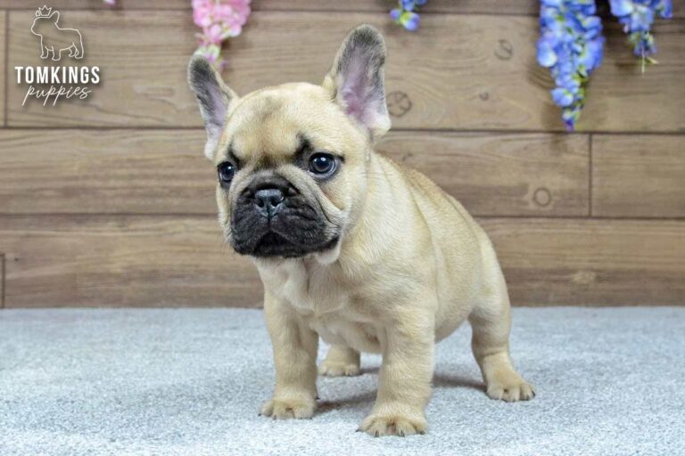 Harris, a beige French Bulldog boy, sitting indoors and looking slightly to the side.