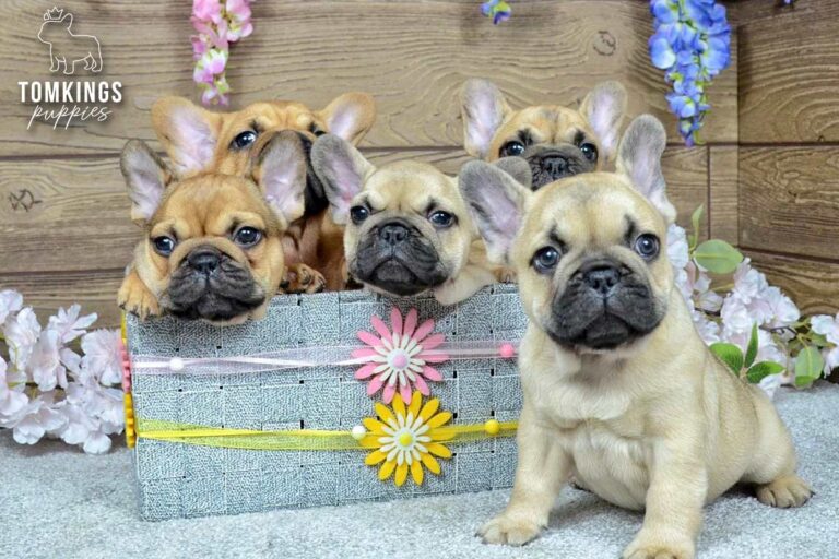 Harris, a beige French Bulldog boy, standing indoors on a light carpet in front of a wooden backdrop.