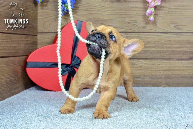 Jedi, a red French Bulldog boy, standing indoors while playfully biting a pearl necklace.