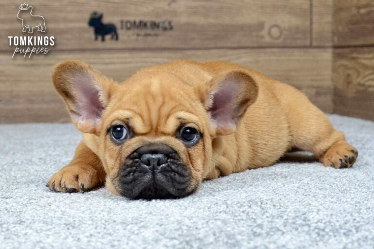 Jedi, a red French Bulldog boy, lying on a light carpet indoors and looking at the camera.