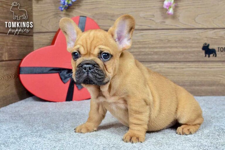 Jedi, a red French Bulldog boy, sitting indoors beside a red heart-shaped gift box.