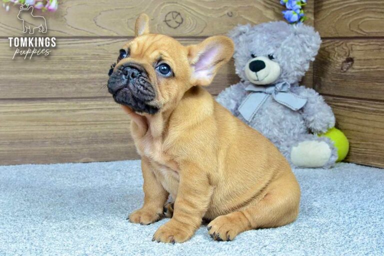 Jedi, a red French Bulldog boy, sitting indoors with a gray teddy bear behind him.
