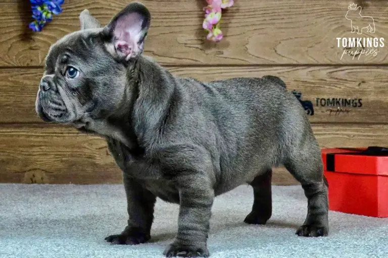 Joker, a blue French Bulldog boy, standing indoors in side profile against a wooden backdrop.