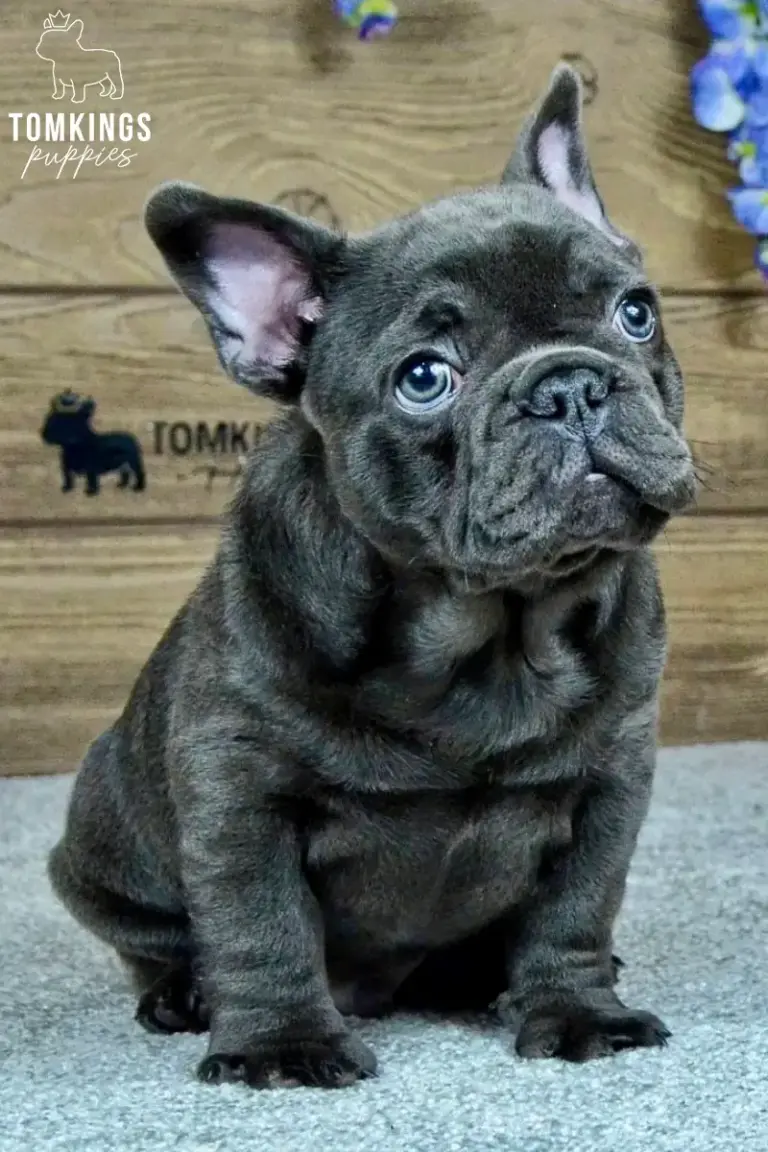Joker, a blue French Bulldog boy, sitting indoors and looking up with bright puppy eyes.