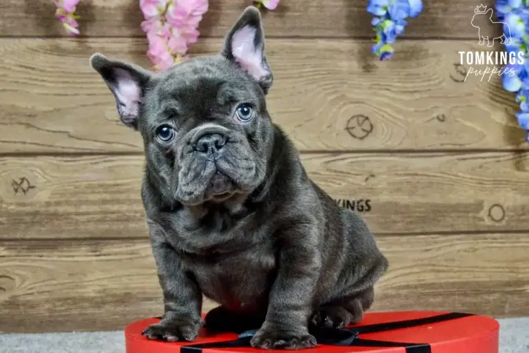 Joker, a blue French Bulldog boy, sitting on a red heart-shaped box indoors.