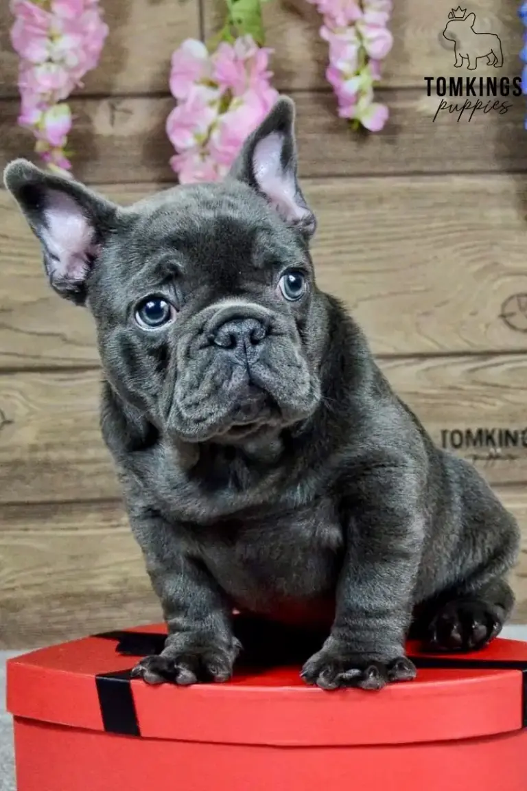Joker, a blue French Bulldog boy, sitting on a red heart-shaped box and looking at the camera.