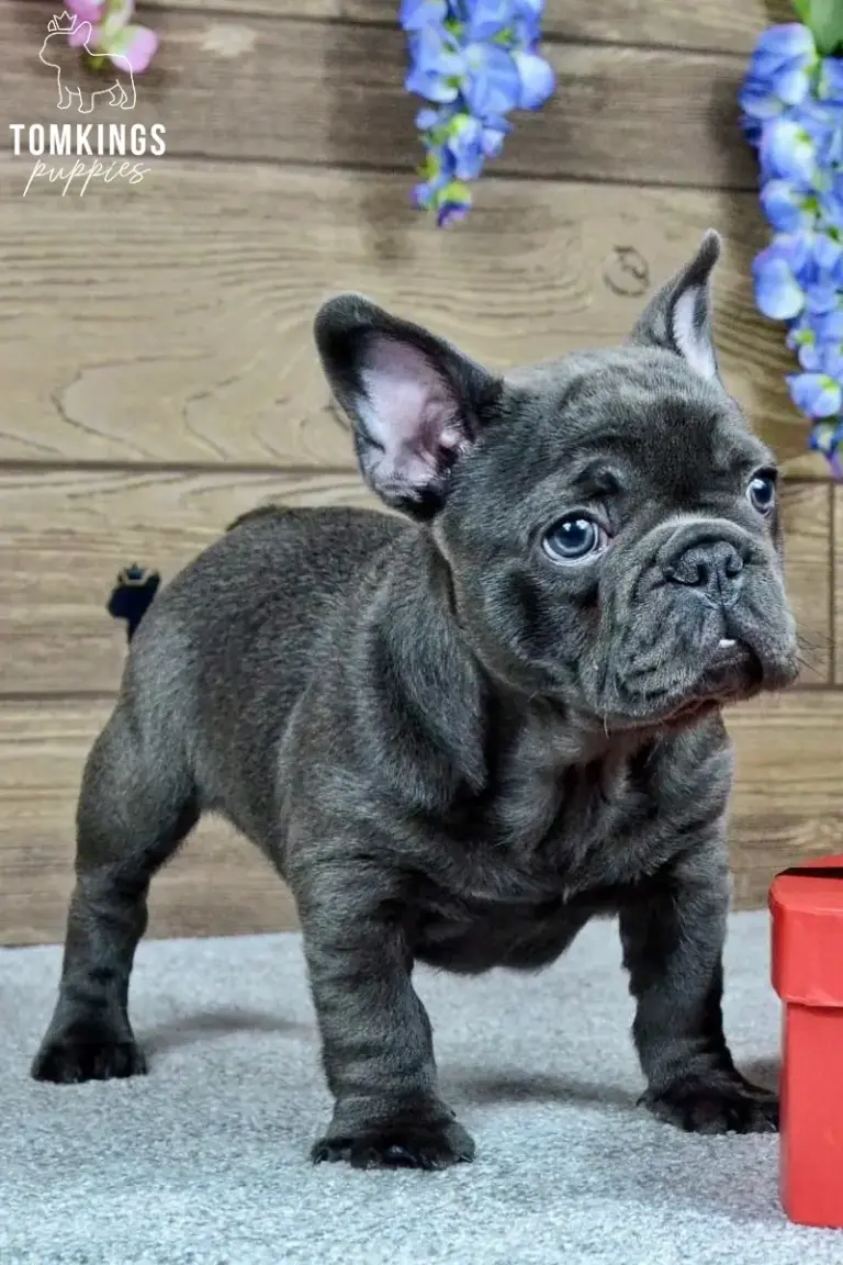 Joker, a blue French Bulldog boy, standing indoors beside a red box.