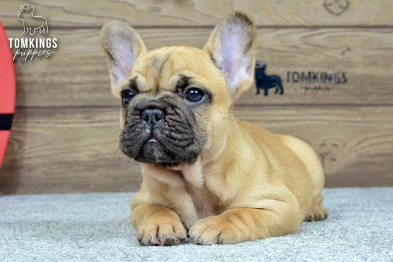Kyra, a red fawn French Bulldog girl, lying indoors on a light carpet in front of a wooden backdrop.