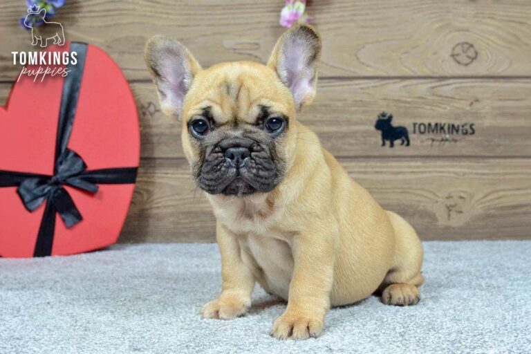 Kyra, a red fawn French Bulldog girl, sitting indoors beside a red heart-shaped gift box.
