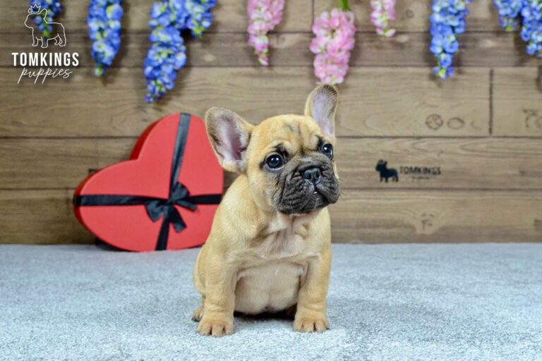 Kyra, a red fawn French Bulldog girl, sitting indoors and looking up with a teddy bear behind her.