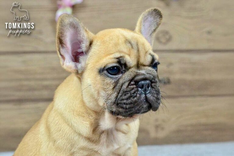 Kyra, a red fawn French Bulldog girl, lying indoors in a close-up portrait.