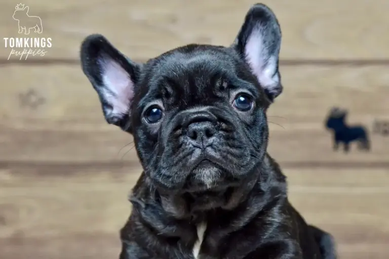 Leo, a black French Bulldog boy, shown in a close-up indoor portrait against a wooden backdrop.