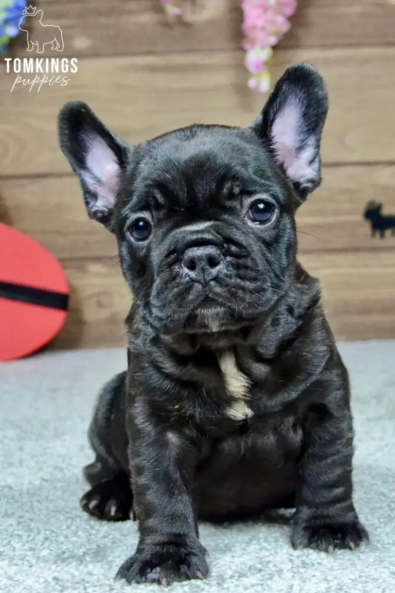 Leo, a black French Bulldog boy, sitting on a light carpet indoors.