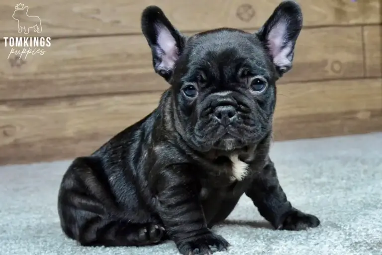 Leo, a black French Bulldog boy, sitting indoors and looking directly at the camera.