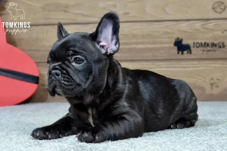 Leo, a black French Bulldog boy, lying on a light carpet in side view indoors.