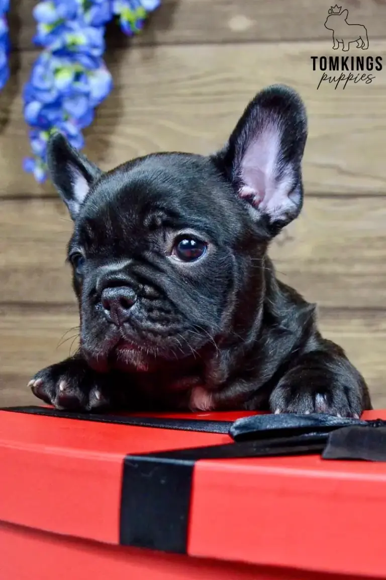Leo, a black French Bulldog boy, resting on a red heart-shaped box indoors.