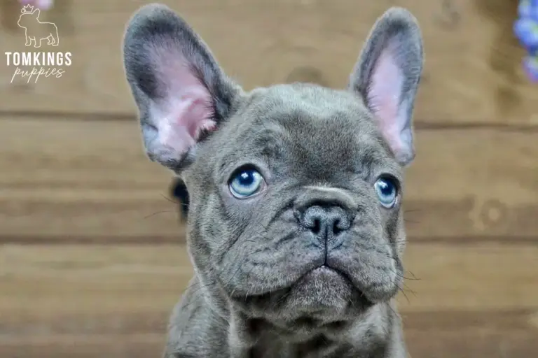 Mandy, a blue French Bulldog girl, shown in a close-up portrait with bright blue eyes.