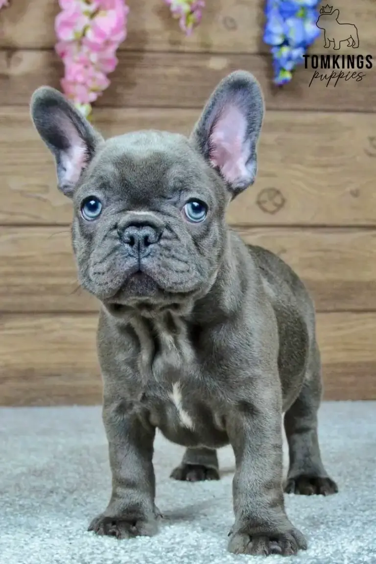 Mandy, a blue French Bulldog girl, standing on a light carpet in front of a wooden backdrop.