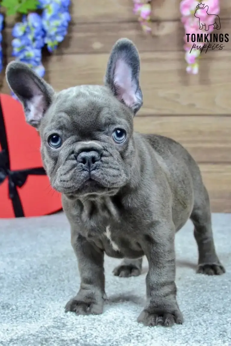 Mandy, a blue French Bulldog girl, standing indoors beside a red heart-shaped prop.
