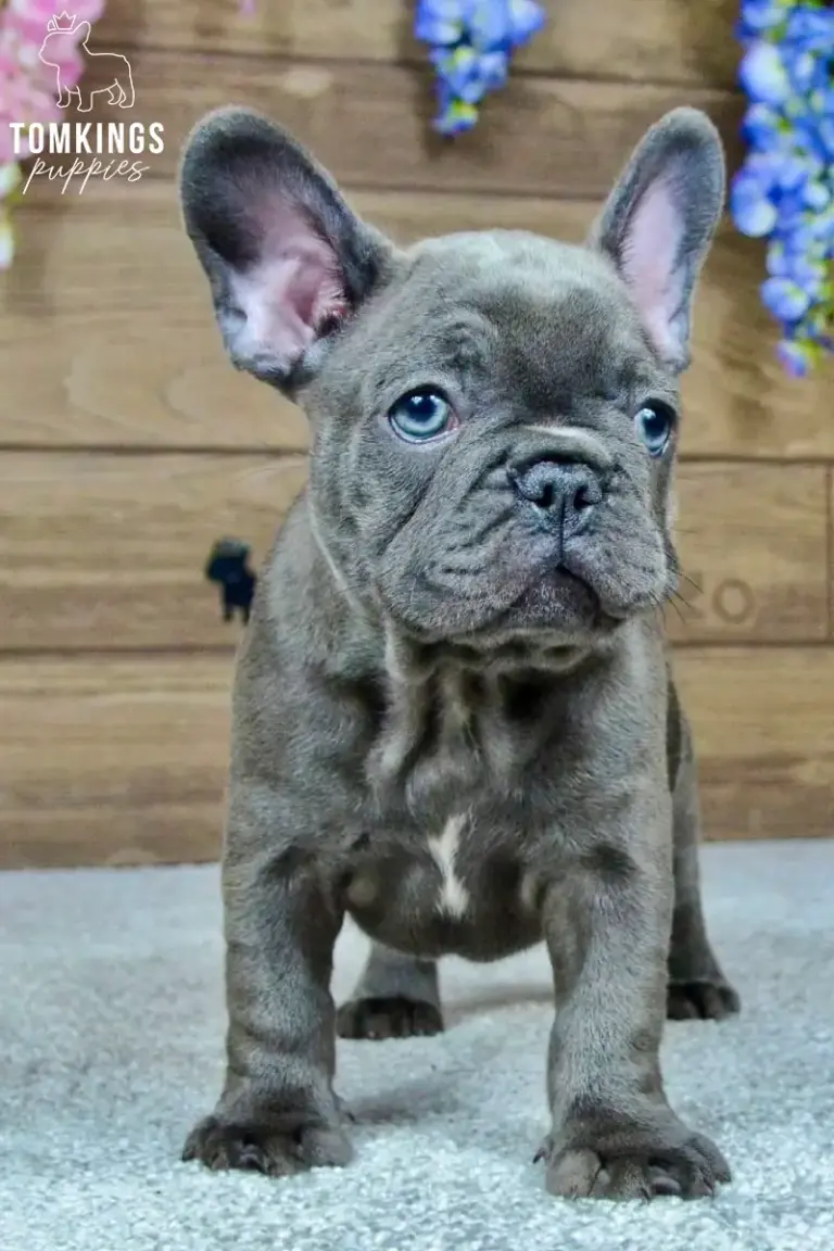 Mandy, a blue French Bulldog girl, standing indoors and looking slightly upward.