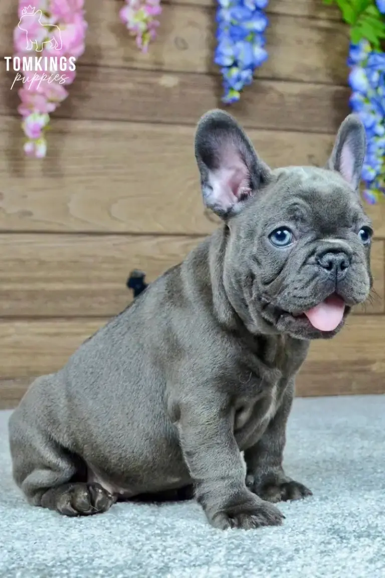Mandy, a blue French Bulldog girl, sitting on a light carpet with her tongue out.