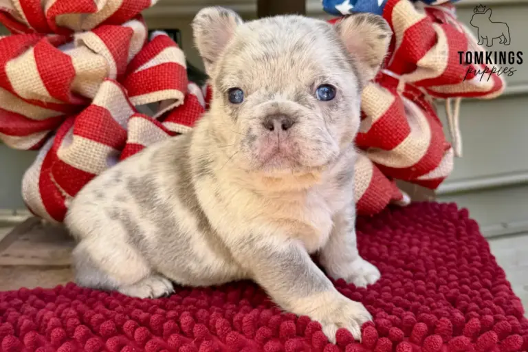 Margo, a light merle French Bulldog puppy, sitting on a red textured blanket in front of red, white, and blue decorations.